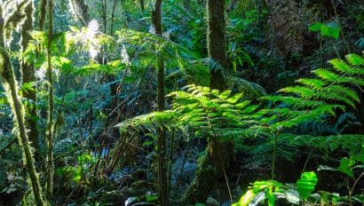 jungle